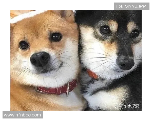 足球明星与他们的宠物猫亲密瞬间大揭秘可爱猫咪陪伴下的足球生活